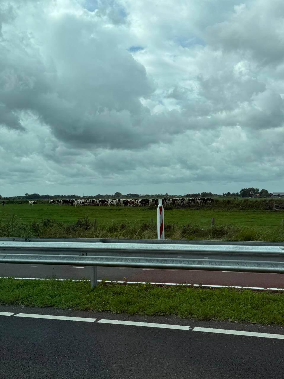 A herd of cows grazing in a green field beside a Dutch highway
