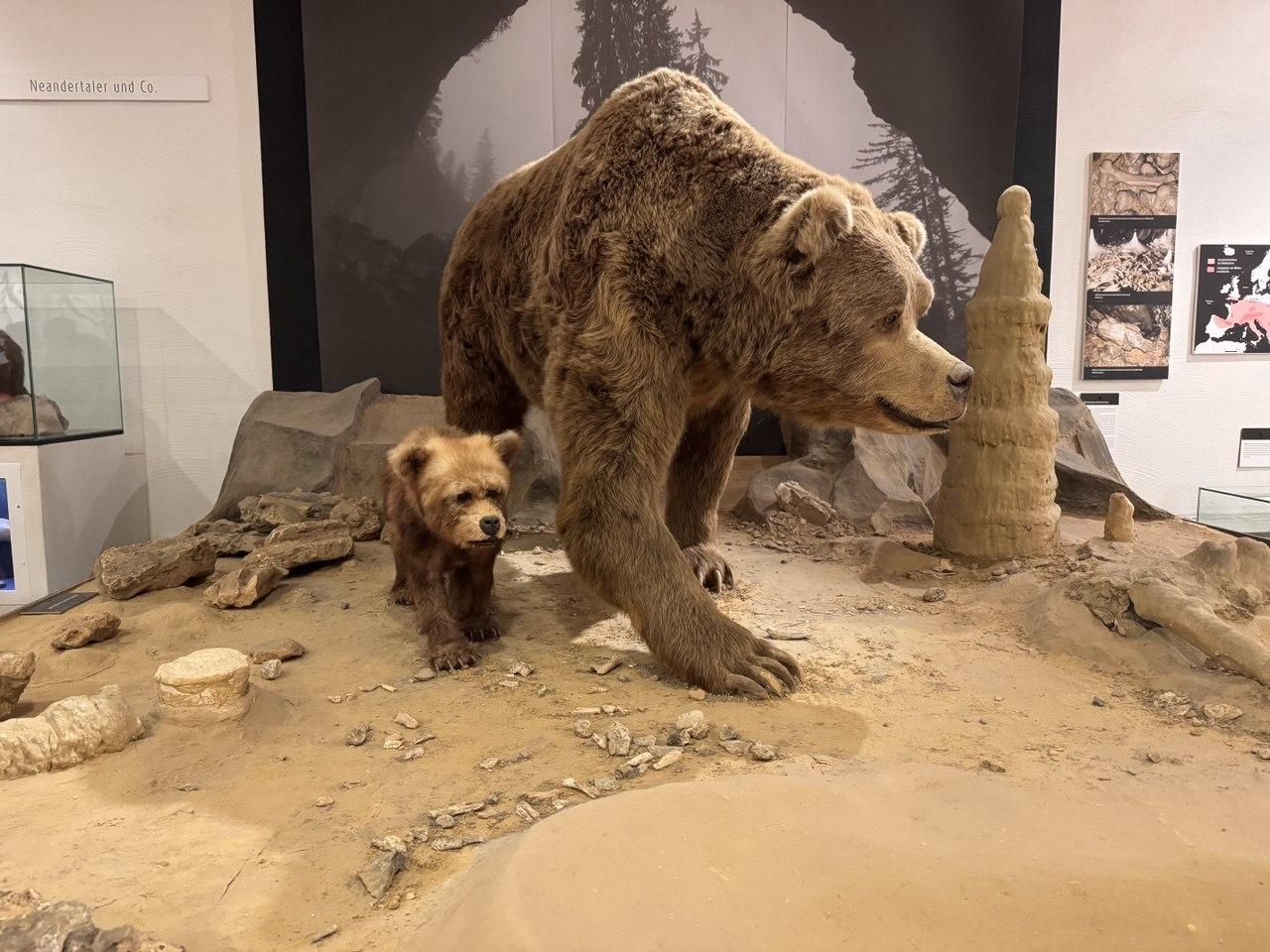 Life-sized model of an Ice Age cave bear and cub in the Deutsches Höhlenmuseum