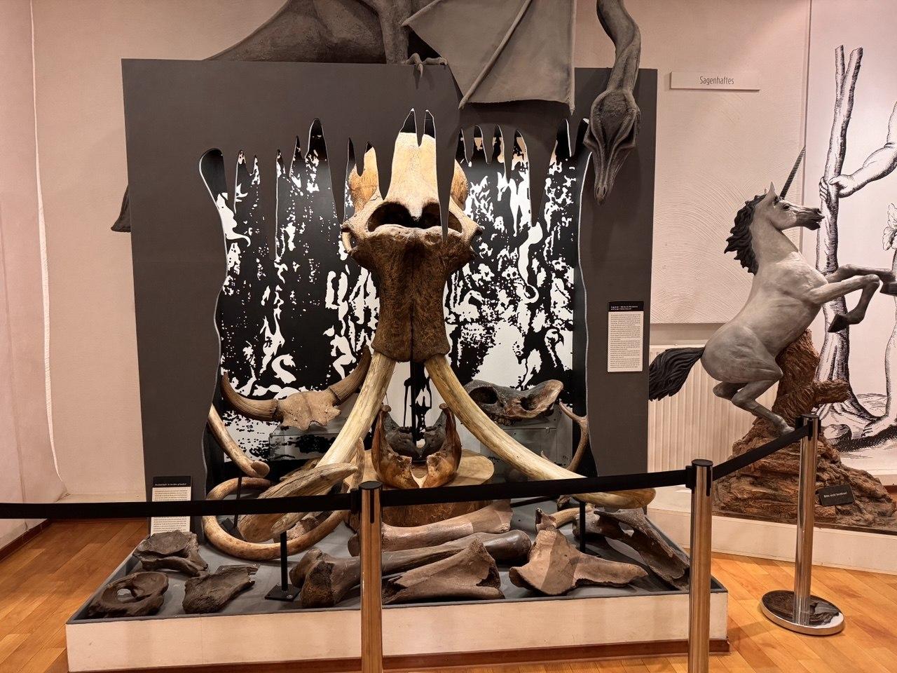 A mammoth skull and tusks on display in the Deutsches Höhlenmuseum